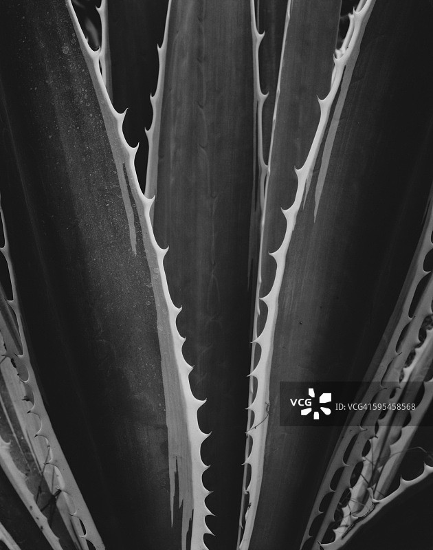 白边龙舌兰，肯尼亚图片素材