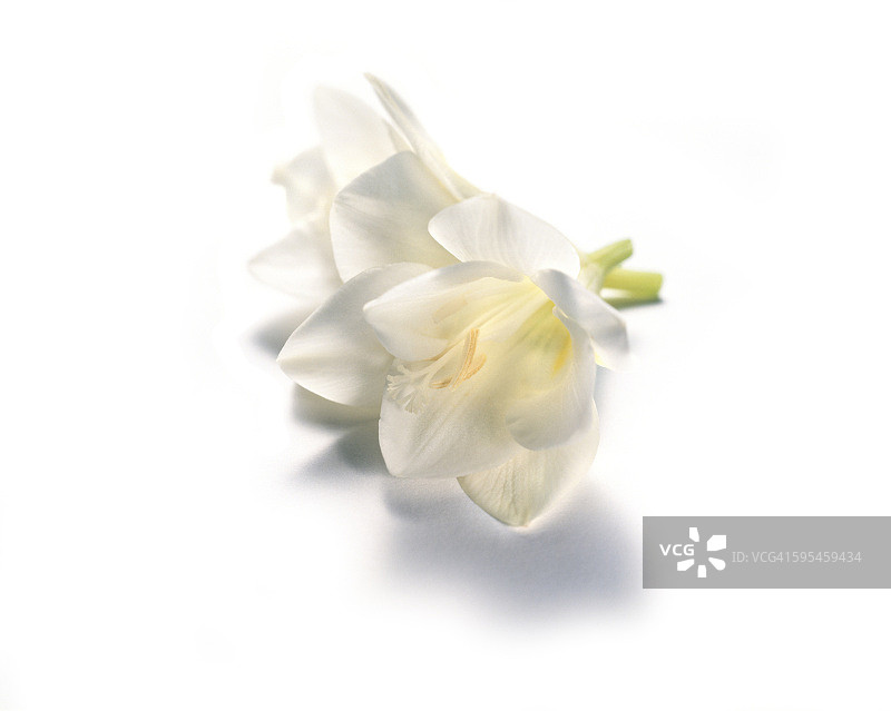 小苍兰花图片素材