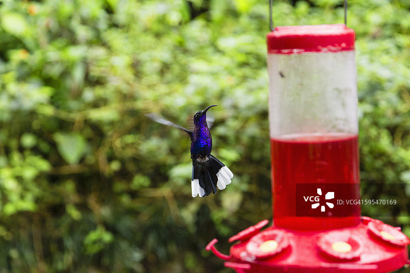 拉 paz 瀑布花园图片素材