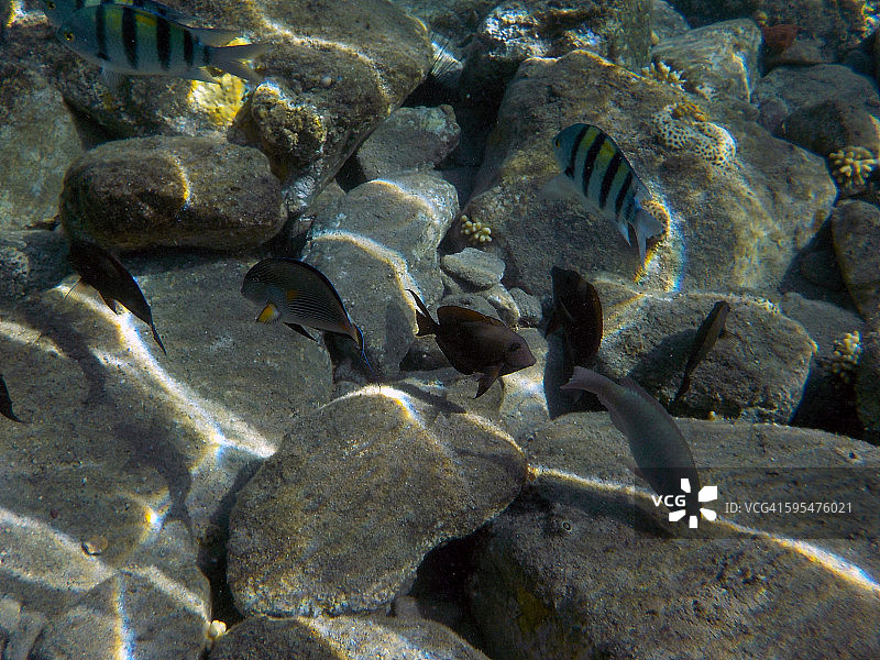 鱼和石头图片素材