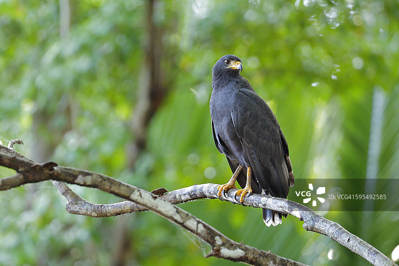 普通黑鹰图片素材