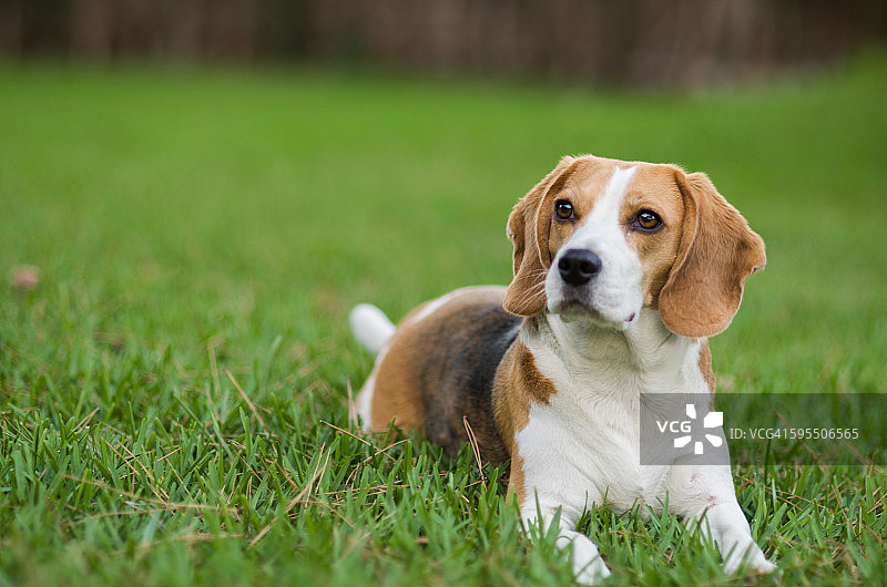 花园里的比格犬图片素材