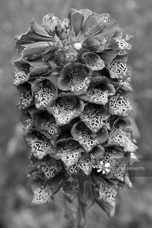 毛地黄花特写图片素材