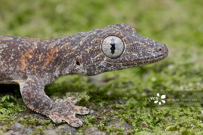 褐边蜥虎的半身照图片素材