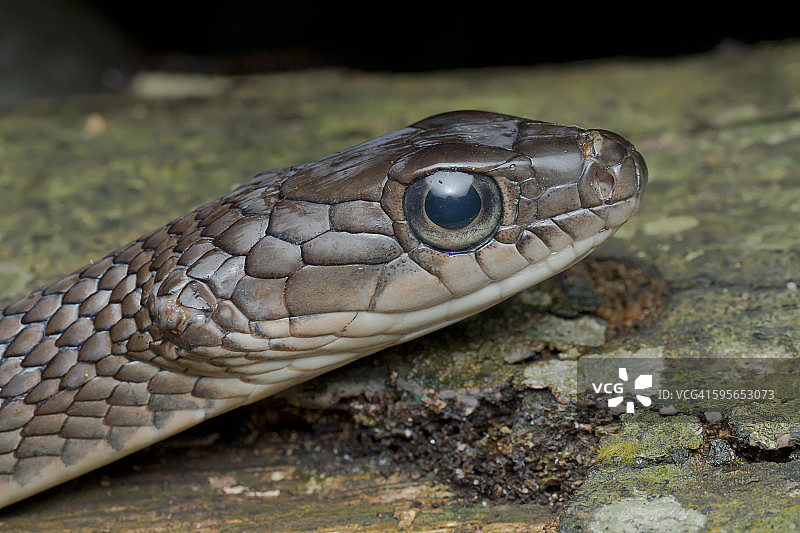 白腹鼠蛇的侧面视角照片图片素材