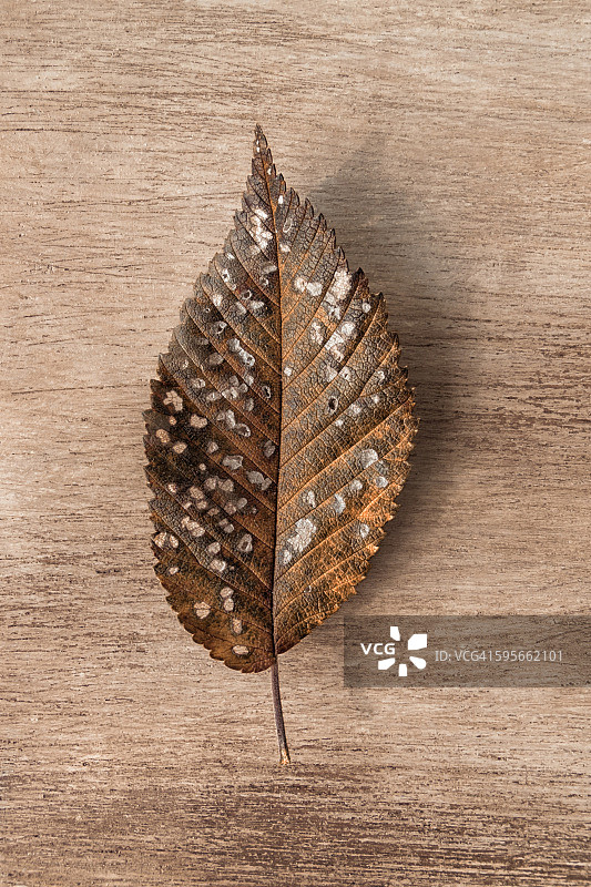 患有荷兰榆树病的树叶图片素材