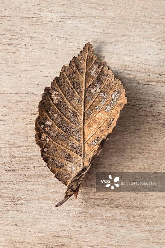 患有荷兰榆树病的树叶图片素材