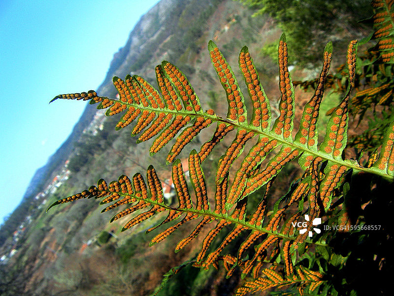 多聚凸轮图片素材