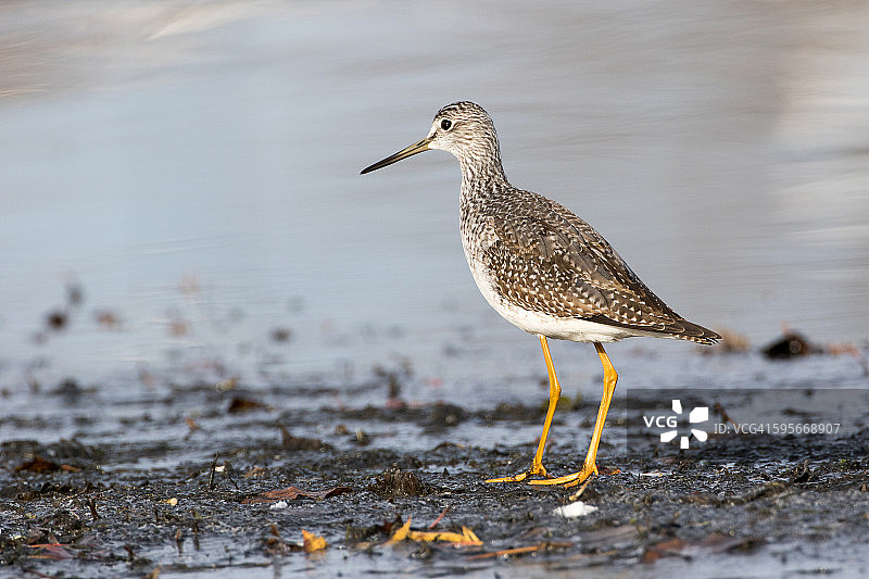 晒太阳的黄腿鹬图片素材
