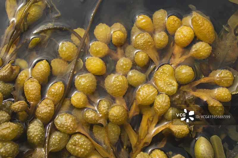 墨角藻海藻图片素材