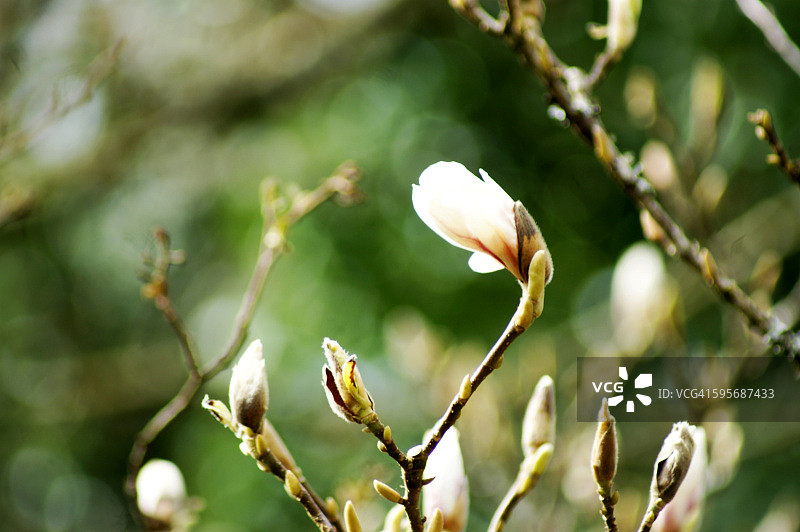 白色玉兰花图片素材