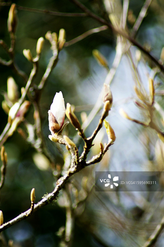 白色玉兰花图片素材