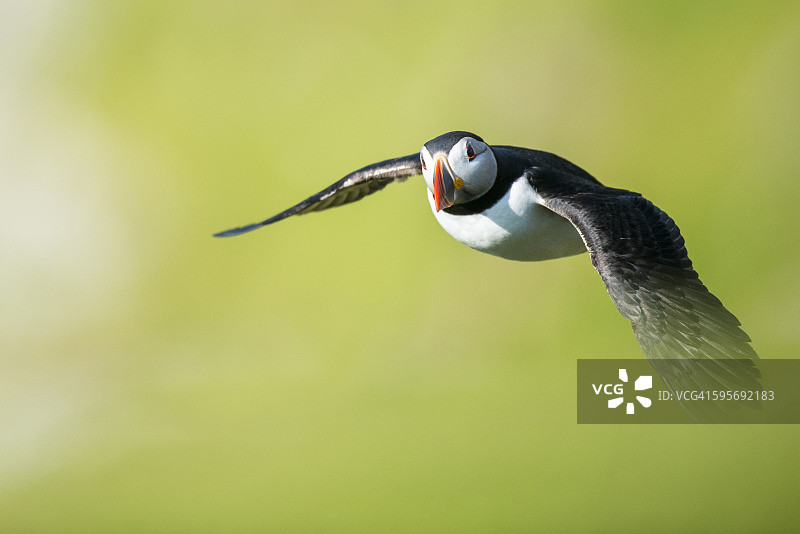 飞行中的北极海鹦图片素材