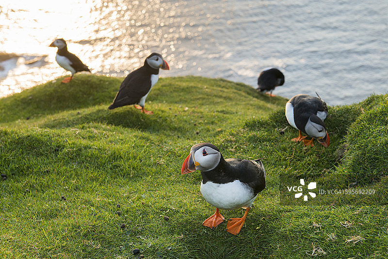 正在观察巢穴的北极海鹦图片素材