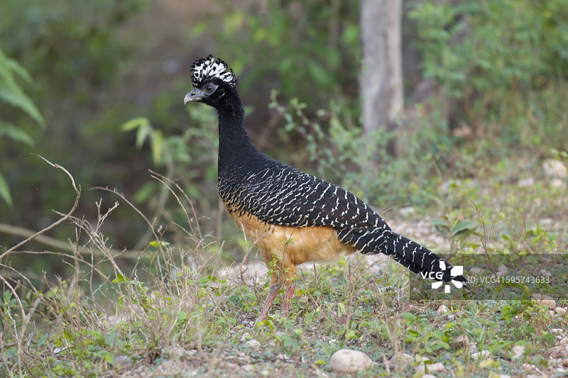 裸方面盔鸟图片素材