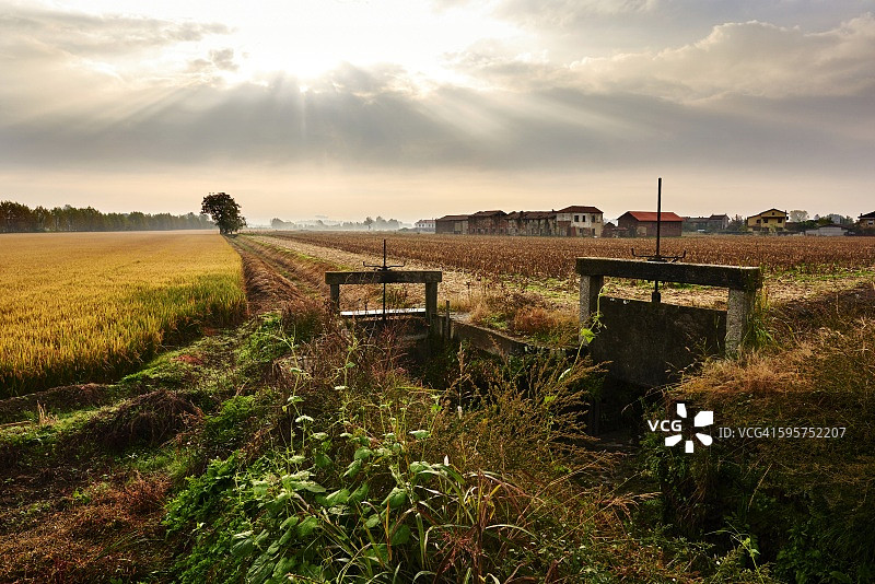 意大利北部的稻田图片素材