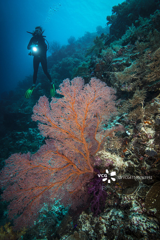 帕劳-密克罗尼西亚潜水图片素材