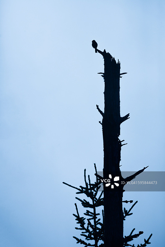 栖息在树轮廓上的单只鸟图片素材