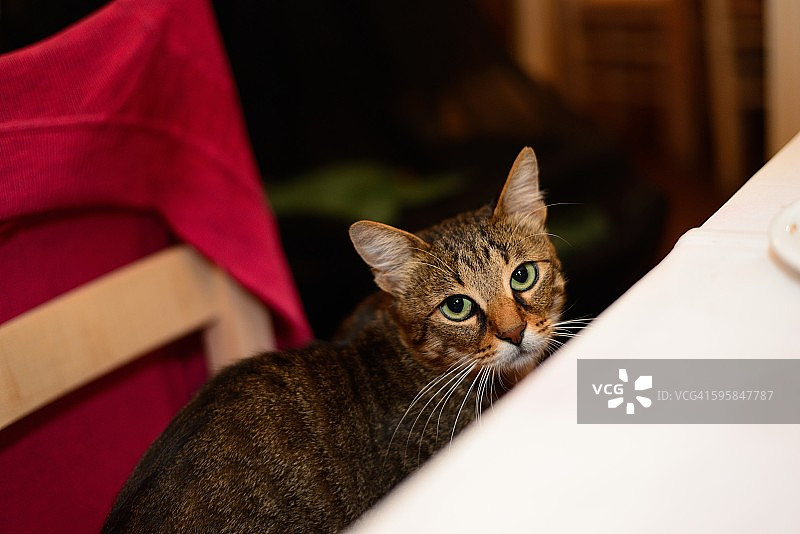 晚餐准备好了图片素材