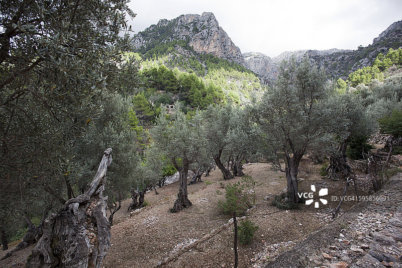 马略卡岛上的古老橄榄树图片素材