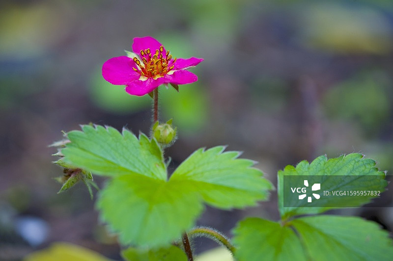 盛开的覆盆子植物图片素材