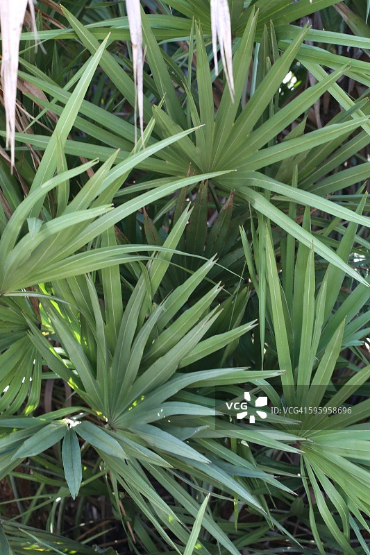 茂盛的锯棕榈特写图片素材