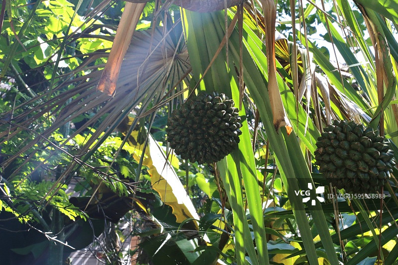 从露兜树上垂下来的可食用果实图片素材