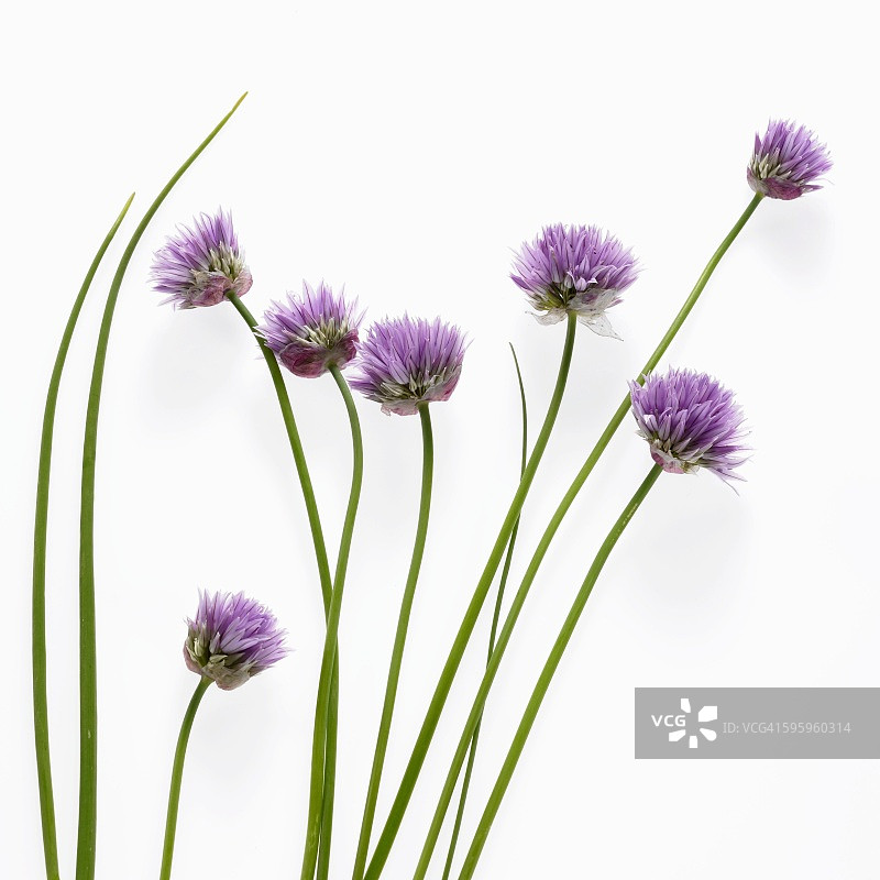 开花的韭菜图片素材