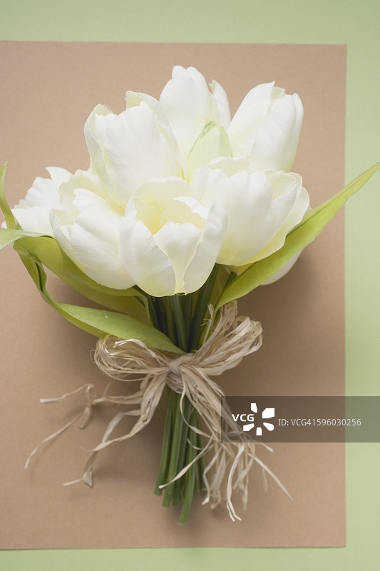 白色郁金香图片素材