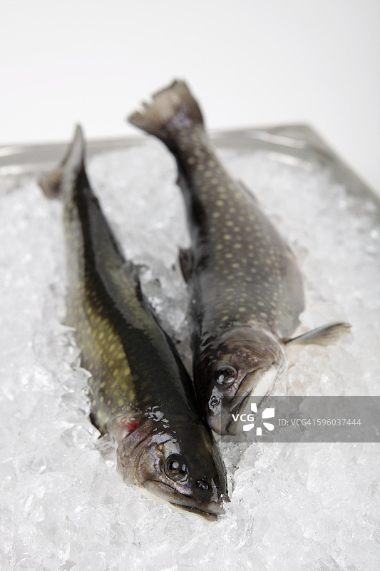 两条冰鲜红点鲑图片素材