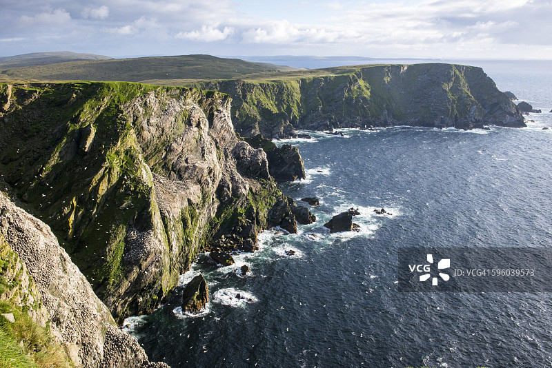 悬崖上的北方鲣鸟繁殖地图片素材