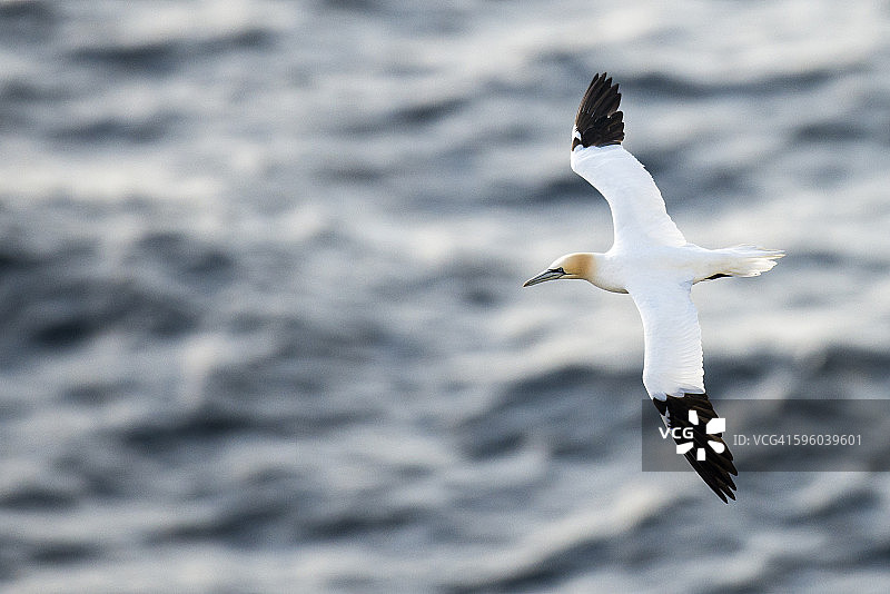 飞行中的鲣鸟图片素材