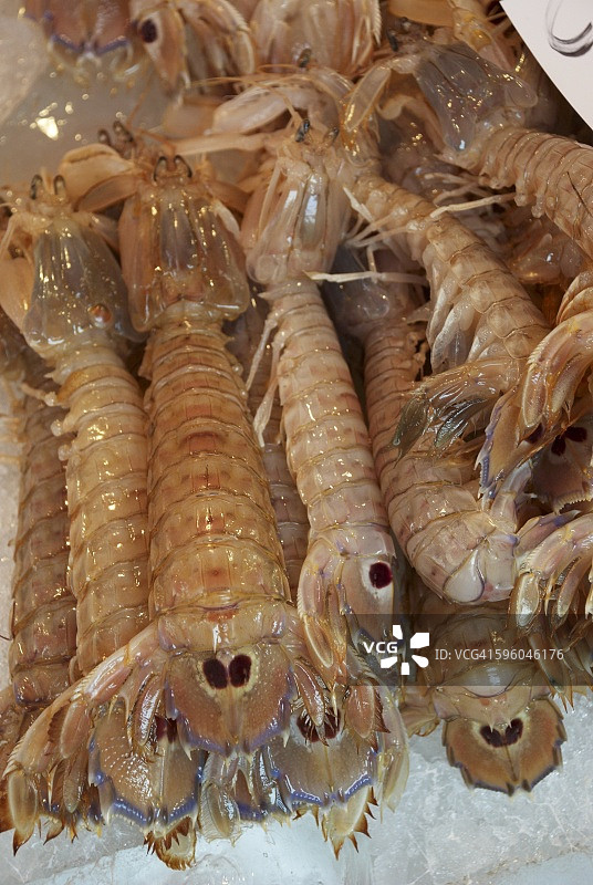 冰上的虾蛄图片素材