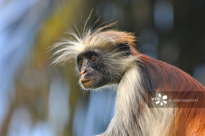 红疣猴图片素材