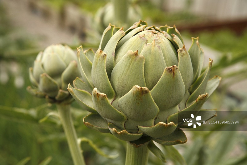 爱尔兰邓加文有机花园中生长的朝鲜蓟图片素材