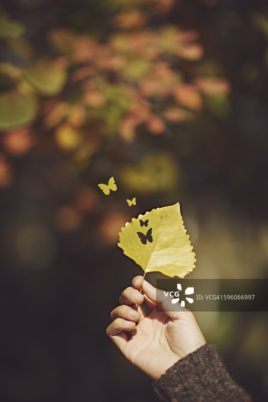 手持叶子，阳光照耀在叶子上图片素材