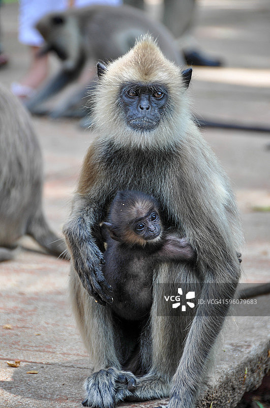 斯里兰卡阿努拉德普勒的灰叶猴图片素材