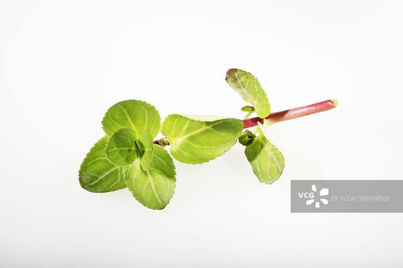 豆瓣菜图片素材