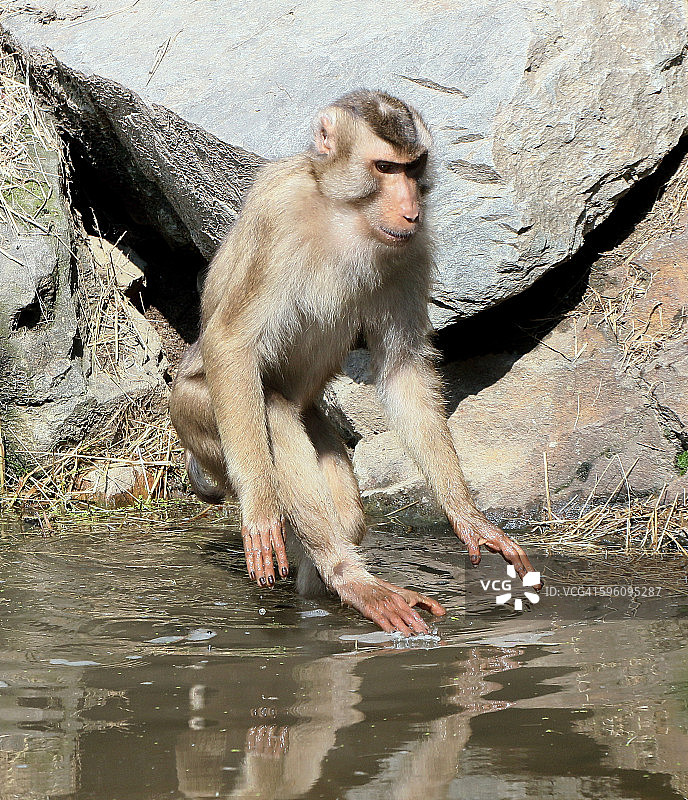 沐浴的豚尾猴图片素材