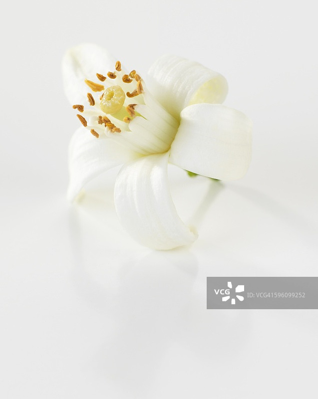 橘色的花朵图片素材