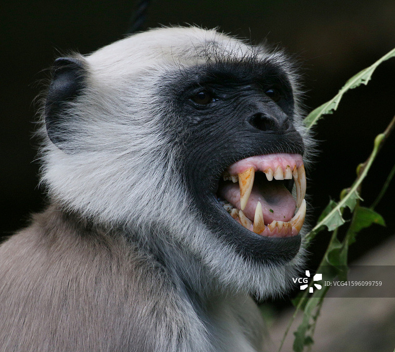 哈努曼之怒图片素材