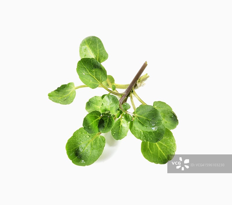 白色背景上的一束新鲜旱芹图片素材