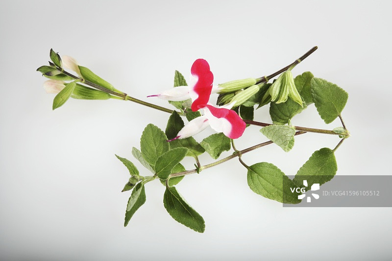 婴儿鼠尾草图片素材