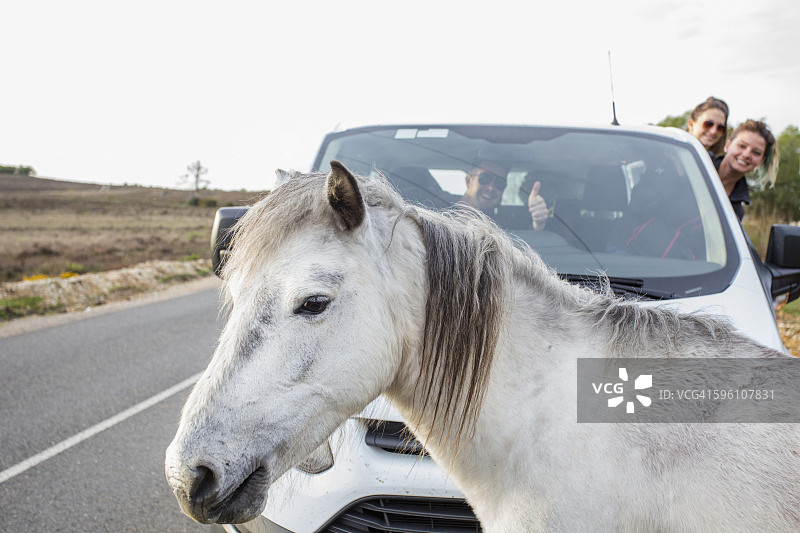 一群人与野马嬉戏图片素材