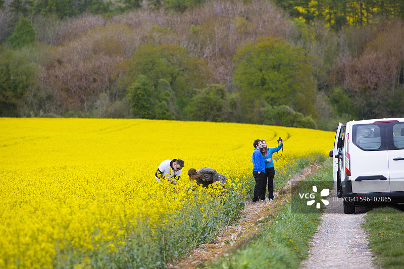 英国乡村：遍地黄色花朵图片素材