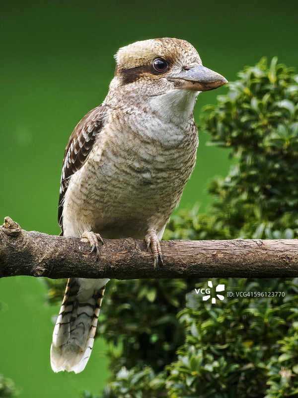 栖息在树枝上的笑翠鸟，来自澳大利亚的奇特鸟类图片素材