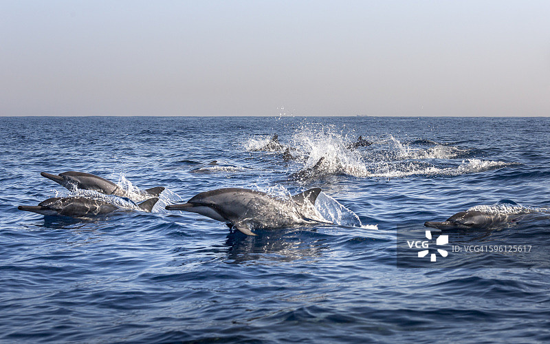 巴厘岛罗威纳海豚图片素材