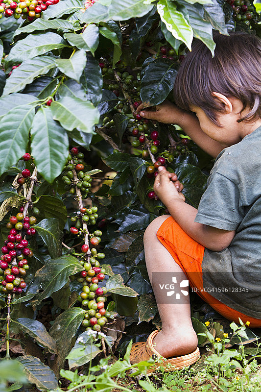 孩子玩咖啡豆图片素材