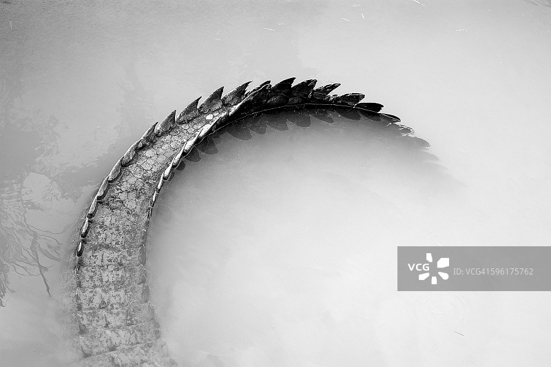 咸水鳄鱼的尾巴图片素材