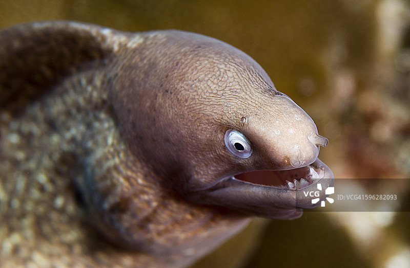 白眼海鳗图片素材